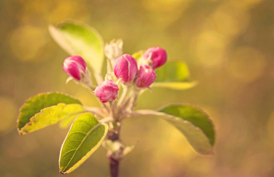 Nature plant flower