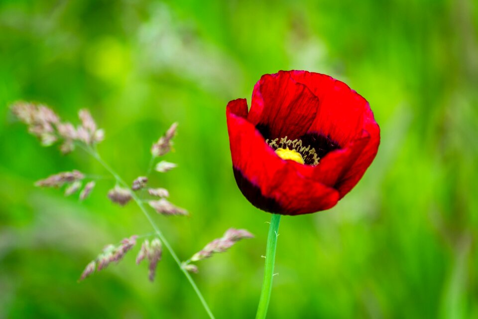 Grass summer red