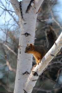Nature wildlife mammal