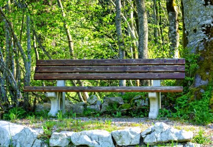 Seat out forest