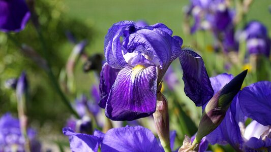 Flowering spring violet