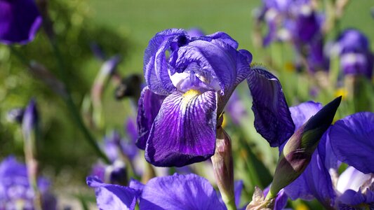 Flowering spring violet photo