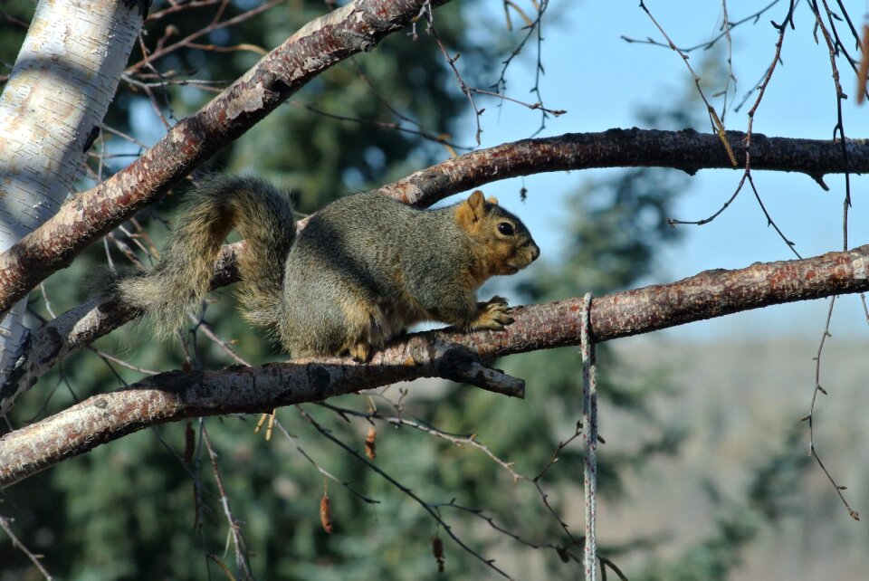 Wild wildlife mammal