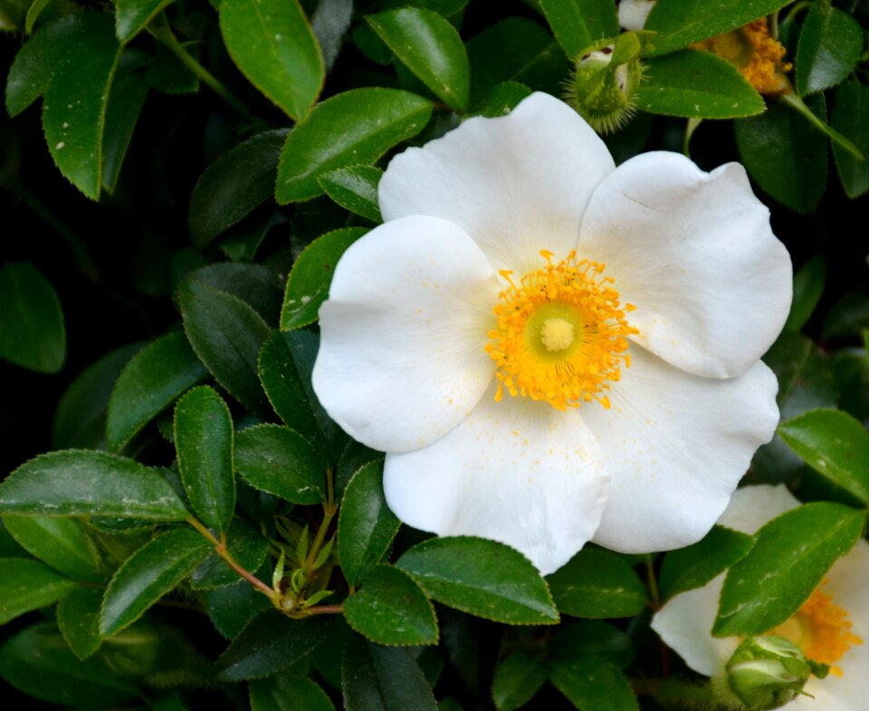 Beauty nature state flower georgia