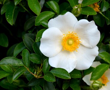 Beauty nature state flower georgia