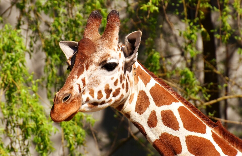 Long jibe animals africa