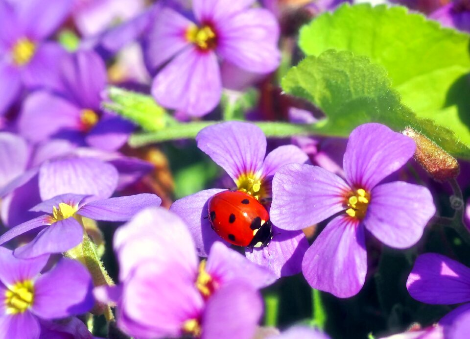 Purple sun lucky ladybug