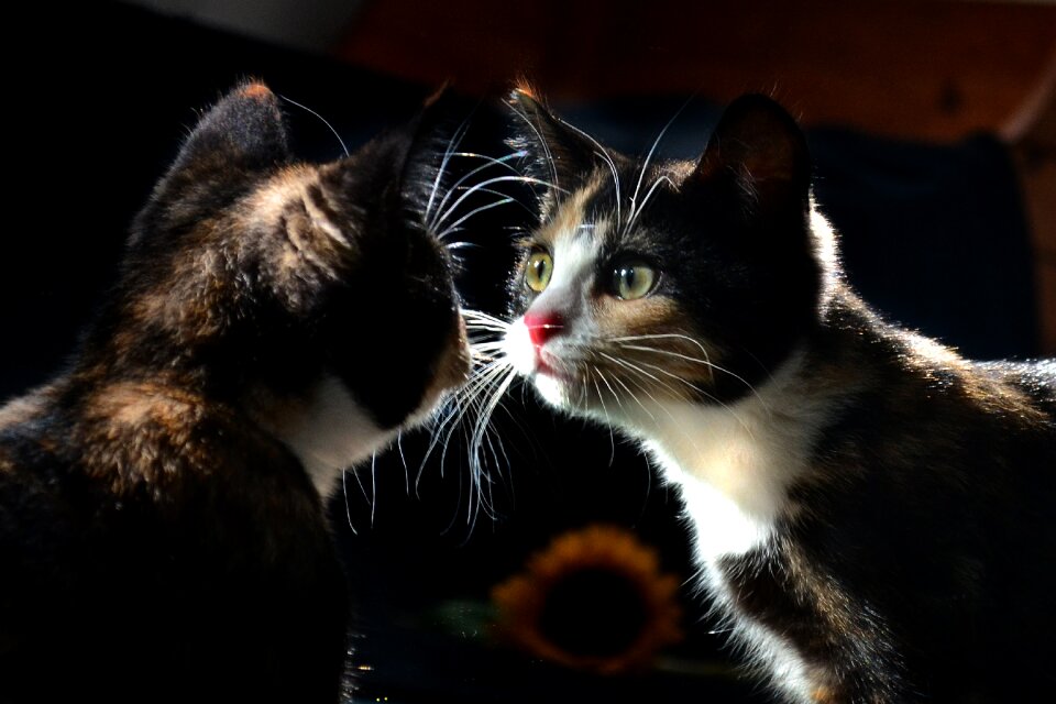 Kitty reflection kitten