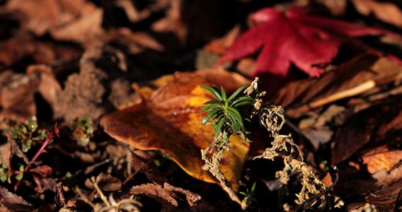 Green plant autumn fall foliage