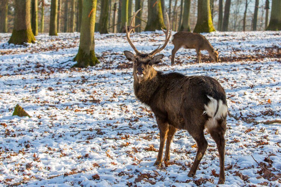 Antler antler carrier free deer