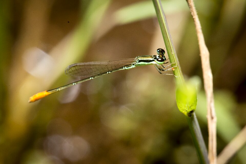 Creature insects wild