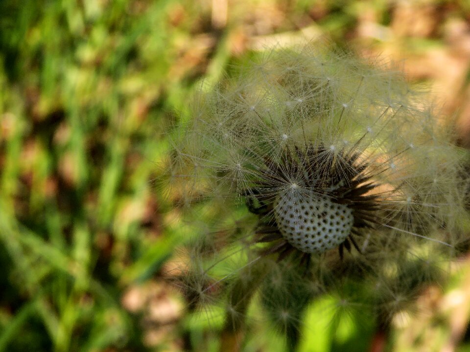 Pointed flower faded nature