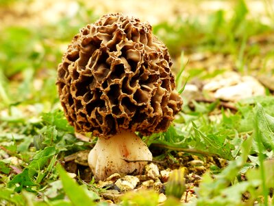 Fruiting bodies hose mushroom edible