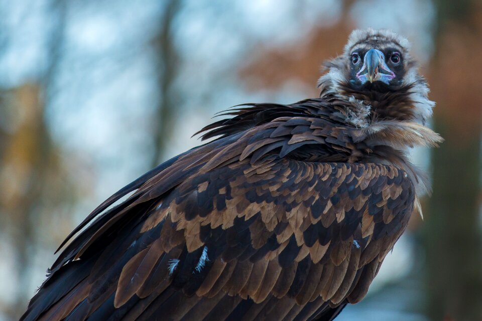 Raptor wild animal bird photo