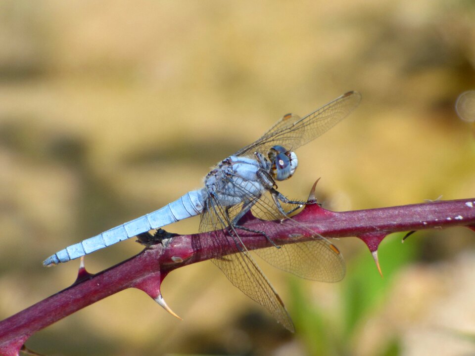 Blackberry wetland branch