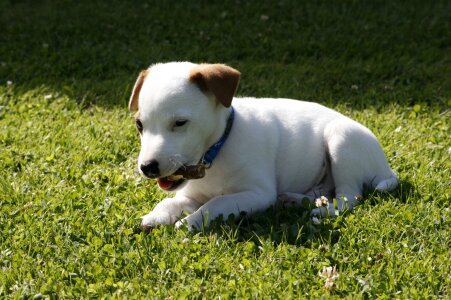 Narrow pets grass photo