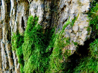 Log fouling bark