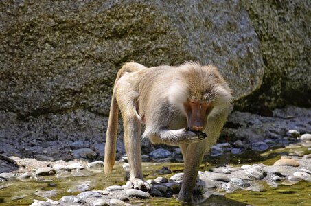 Family guinea baboon mammal