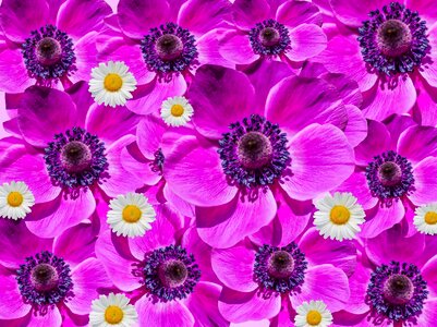 Collage purple blütenmeer photo