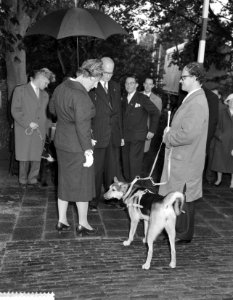 Koningin Juliana kijkt naar een blindegeleidehond, Bestanddeelnr 911-6204