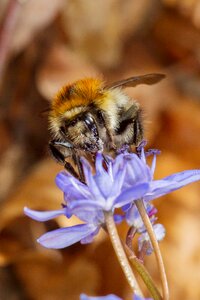 Insect pollen pollination