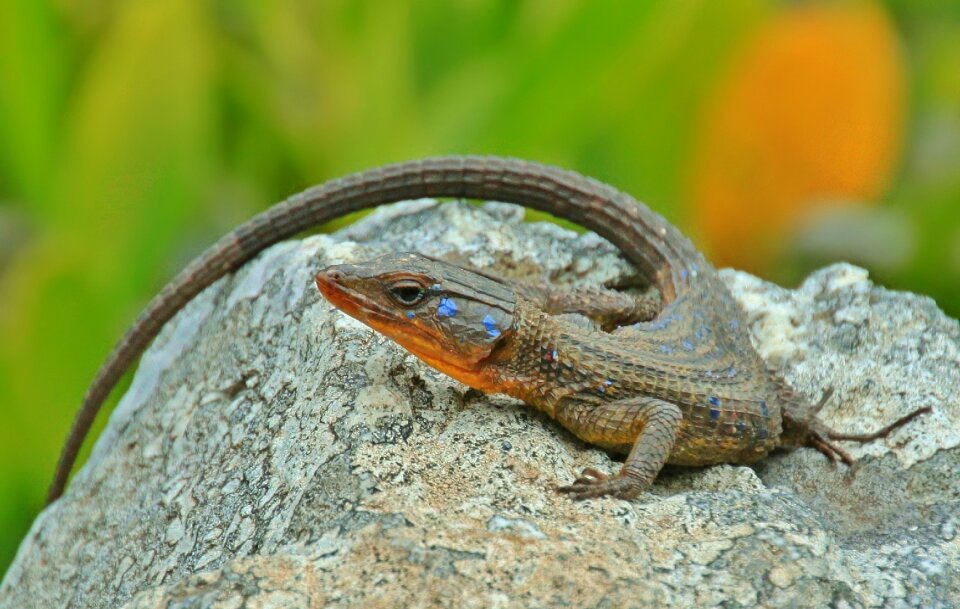 Reptile lizards stone