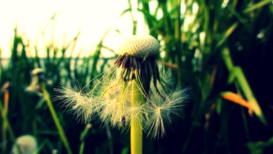 Taraxacum officinale seeds macro