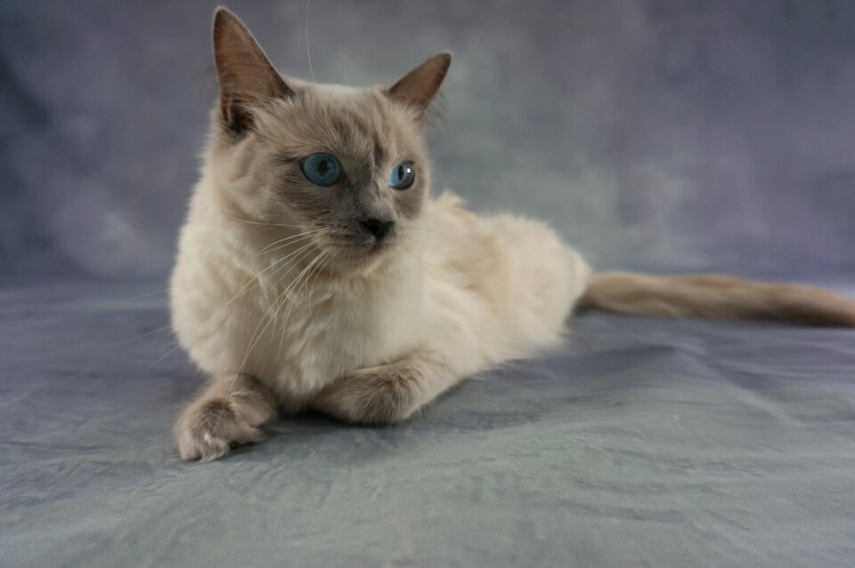 Cat's eyes pet sweet