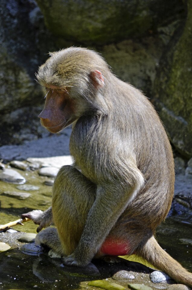 Primate creature monkey family