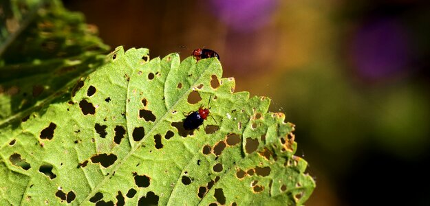 Insect infestation animal