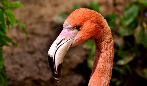 Colorful animals plumage photo