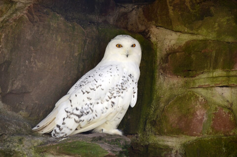 Bird nocturnal nature