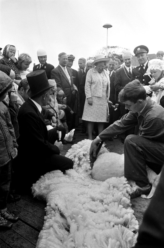 Koningin Juliana bij het scheren van schapen, Bestanddeelnr 922-5373