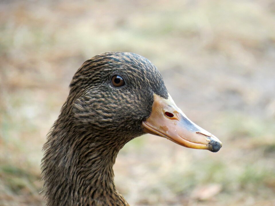 Water bird bird animal