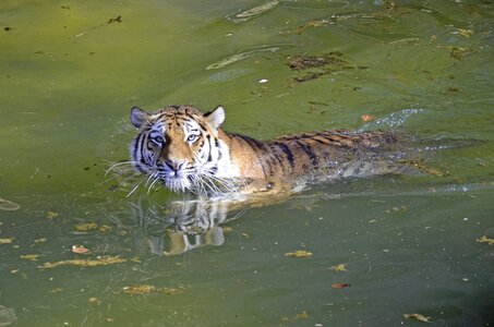 Swim dangerous predator photo