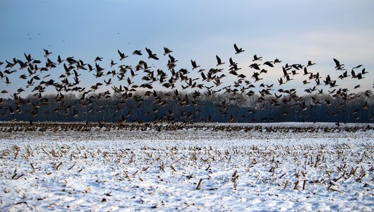 Snow migratory birds swarm photo