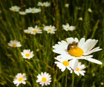 Flowers meadow bees photo