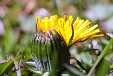 Wild flower half open open photo