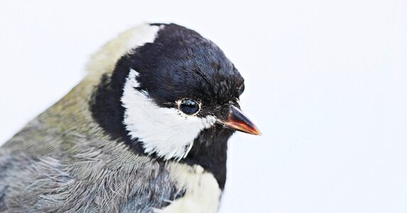 Taxidermy bird preparation close up