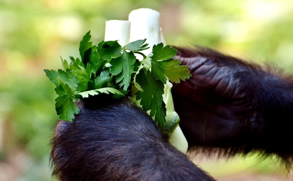 Vegetables dangerous zoo