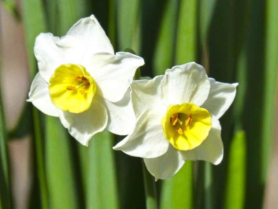 Daffodil flower detail