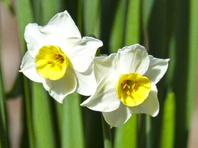 Daffodil flower detail photo