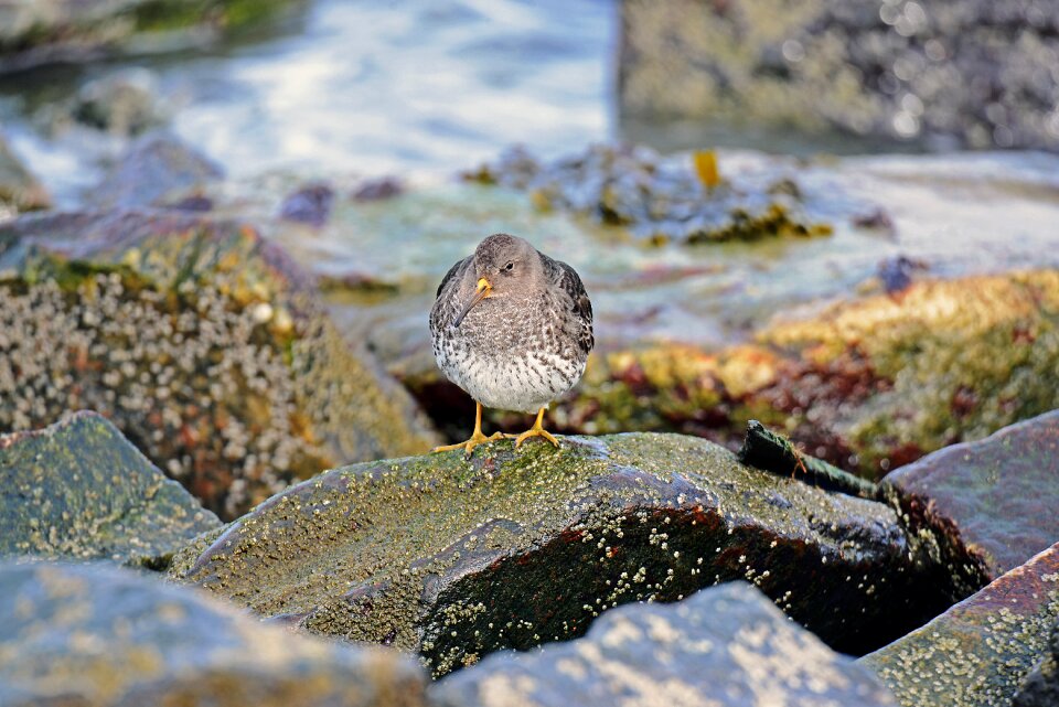 Ocean beach runner north sea kiwi-bird