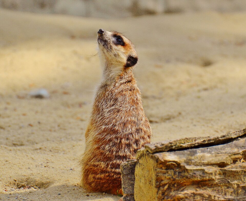 Zoo tiergarten small