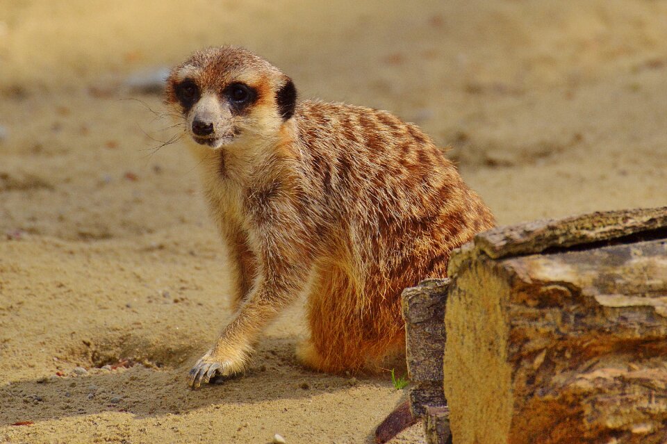 Zoo tiergarten small