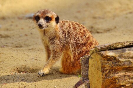 Zoo tiergarten small photo