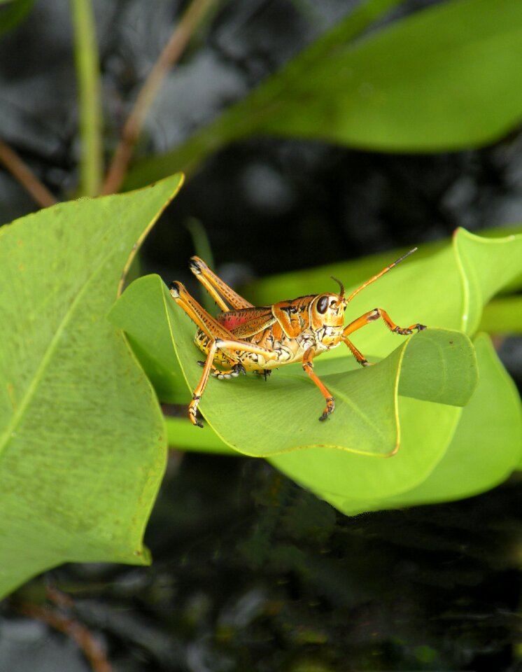 Nature bug florida