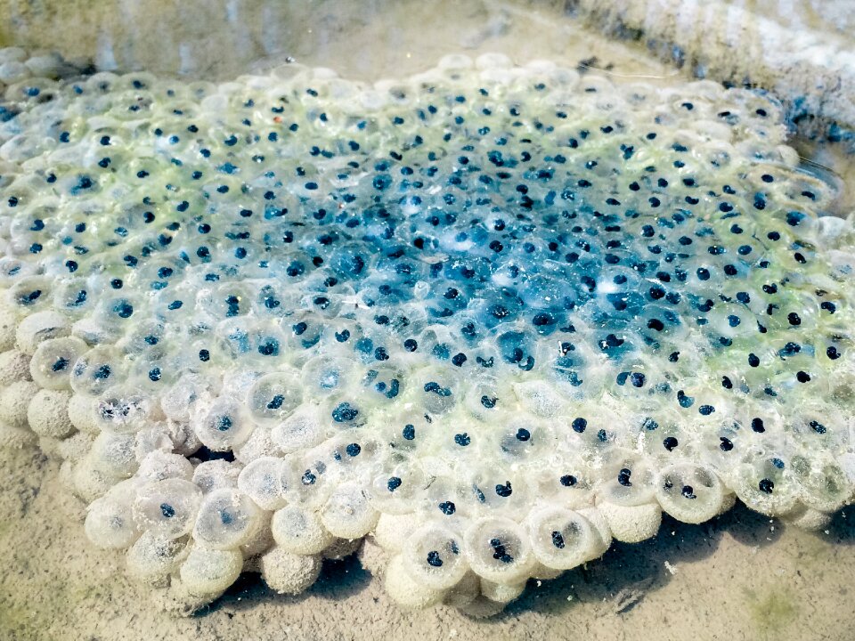 Spawning bales egg frog eggs