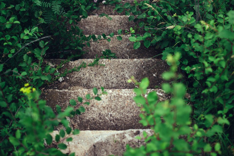 Plants stairs stone