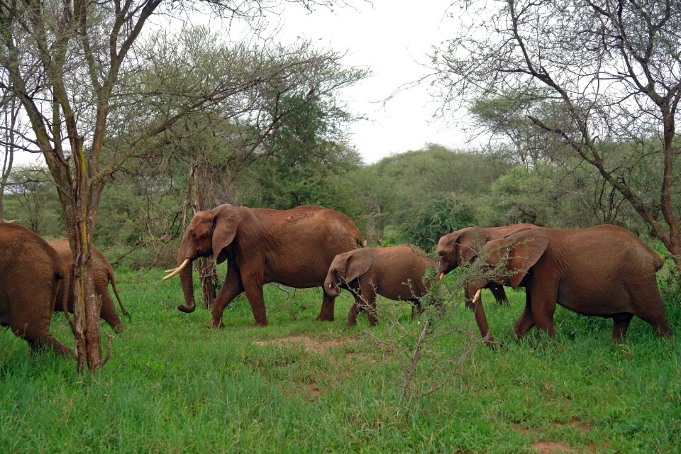 Wildlife majestic ivory